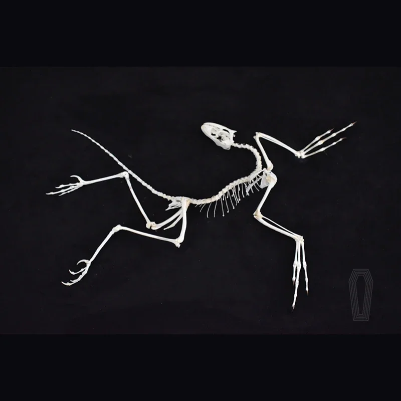 2120 Dekorasi Dinding Fosil Ar - Fossil Replica Display ulasan dan harga