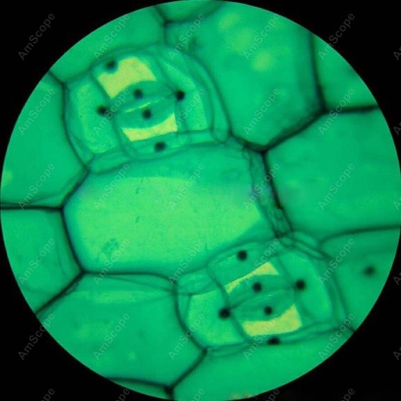 Mikroskop Monokuler Senyawa Am - Microscope Compound 40X ulasan dan harga